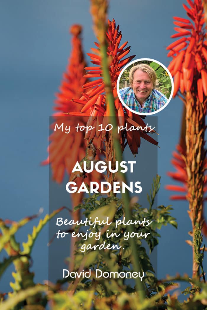 Top ten plants for August gardens 2024