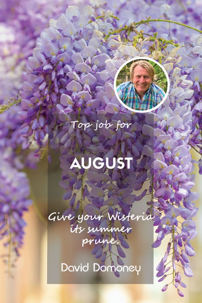 Top Job for August – Give your Wisteria its summer prune