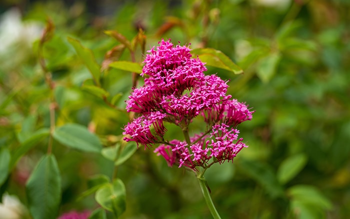 Pink valerian plant