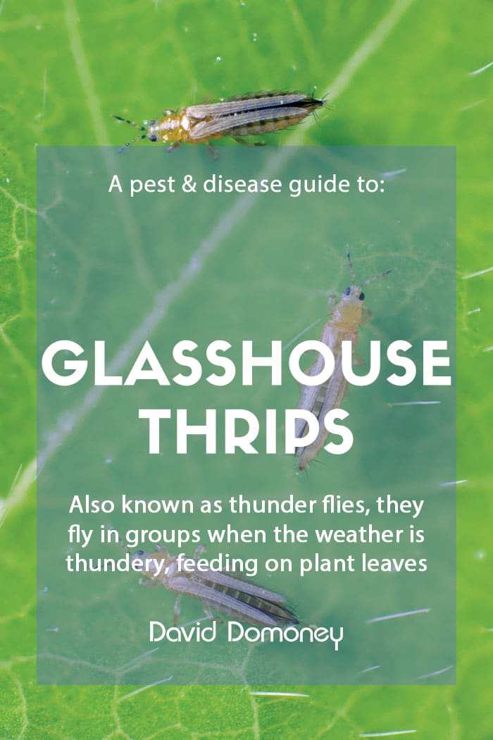 A pest & disease guide to: Glasshouse thrips