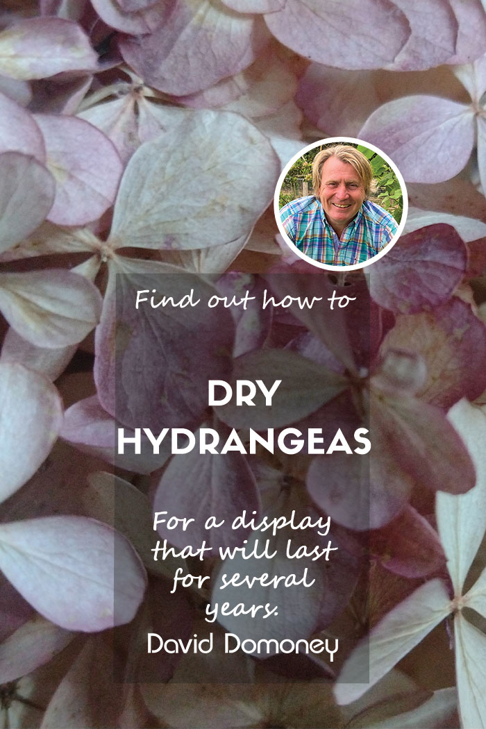 How to dry hydrangea flowers