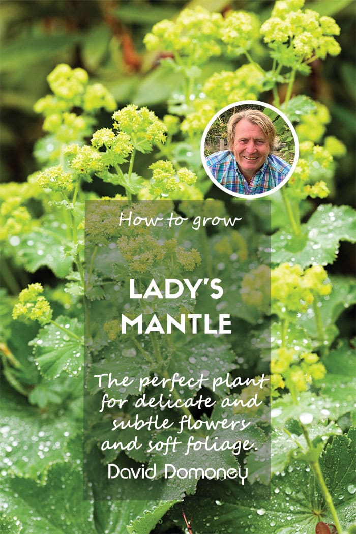 How to grow Lady’s Mantle