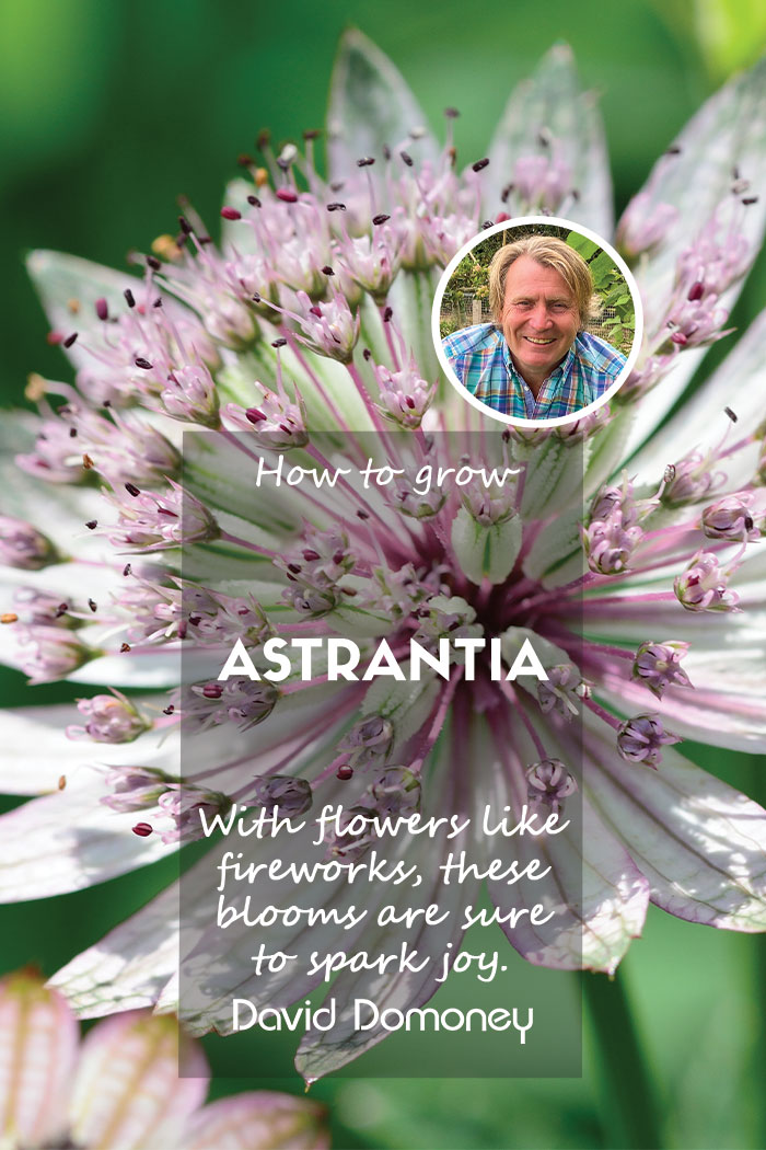 How to grow Astrantia