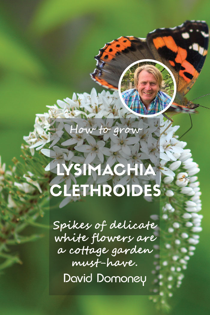 How to grow lysimachia clethroides