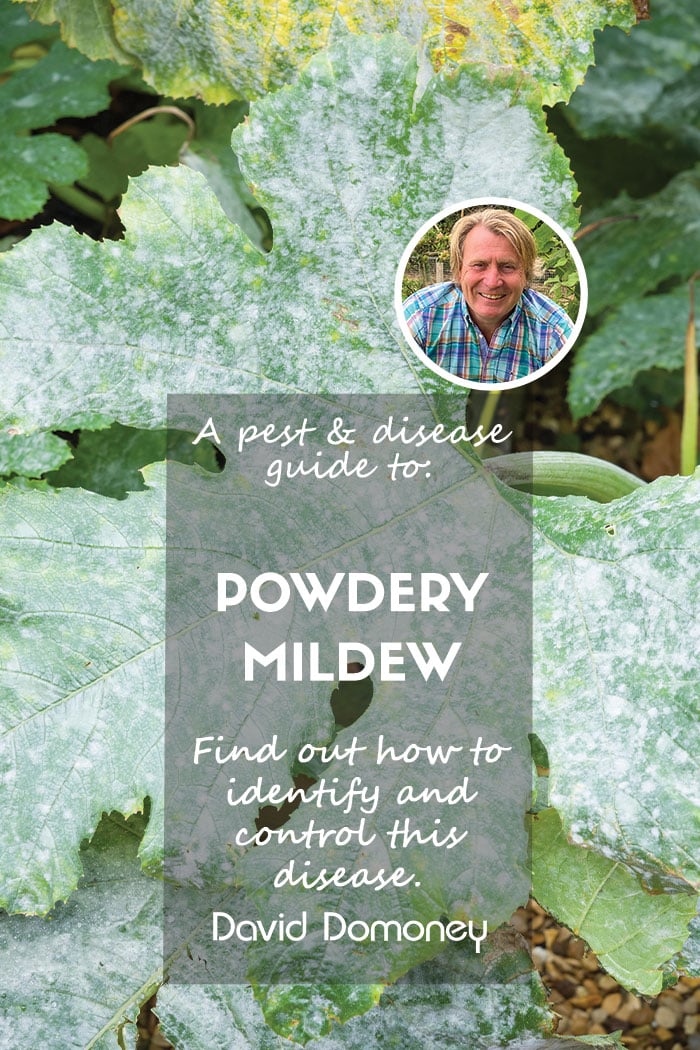 A pest & disease guide to: Powdery Mildew