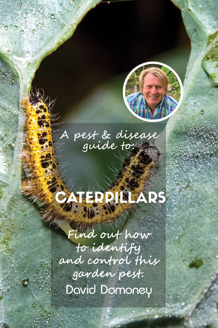 A pest & disease guide to: Caterpillars