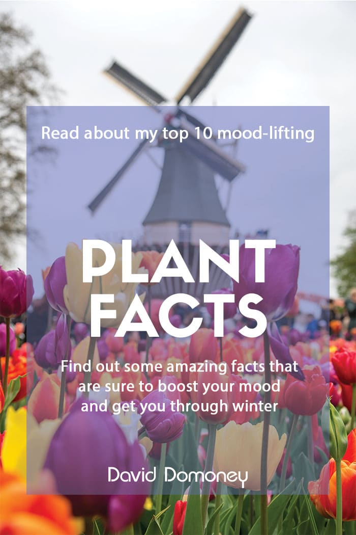 10 Mood-Lifting Plant Facts to Beat the Winter Blues