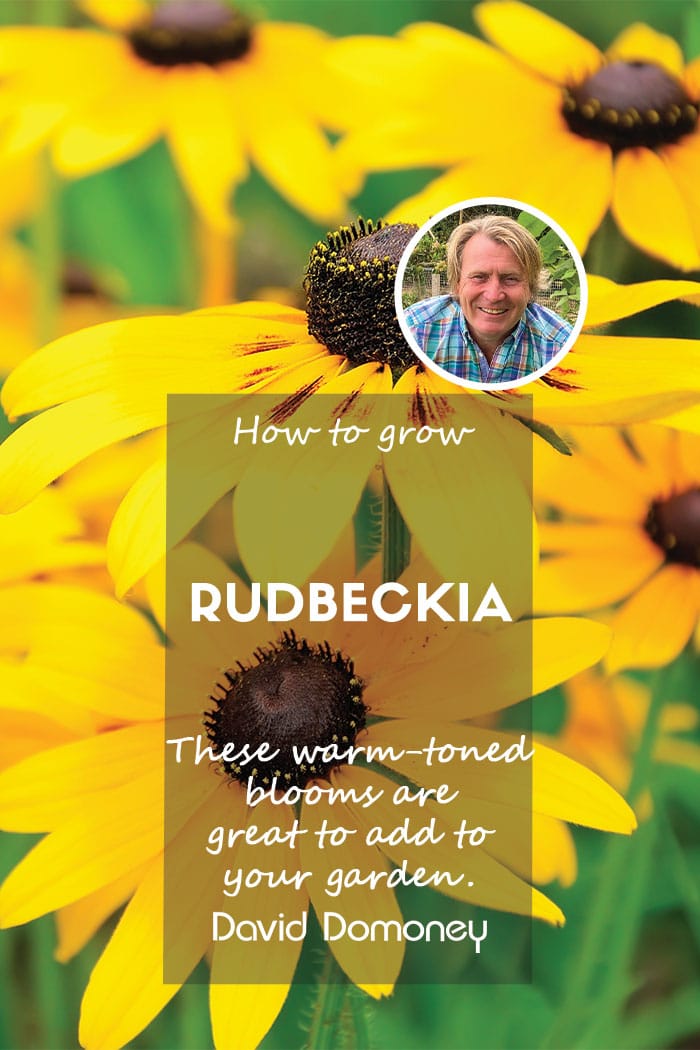 How to grow Rudbeckia