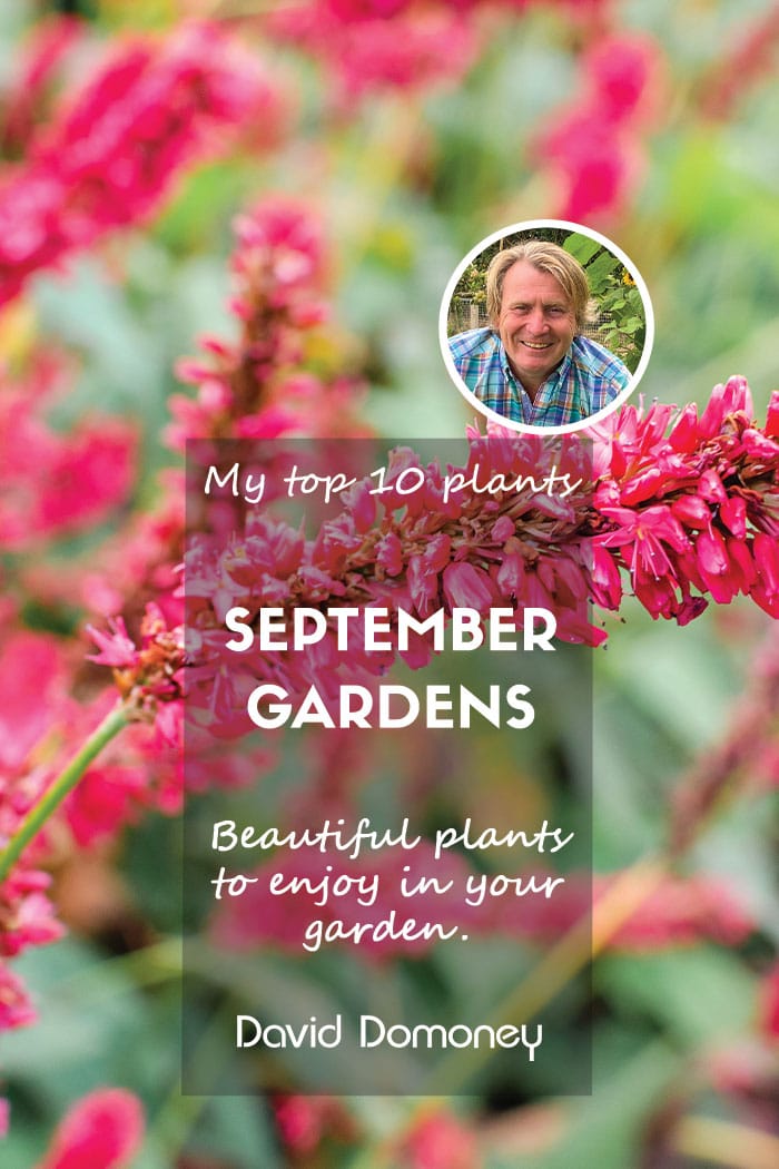 Top ten plants for September gardens 2024