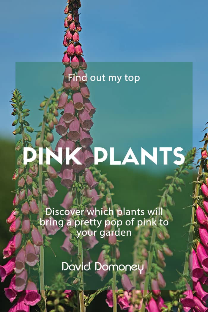 The 14 best pink plants for a more beautiful garden