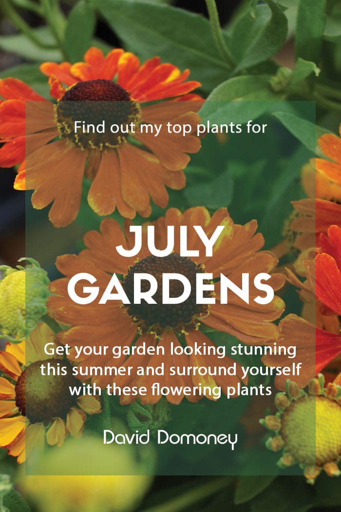 Top ten plants for July gardens