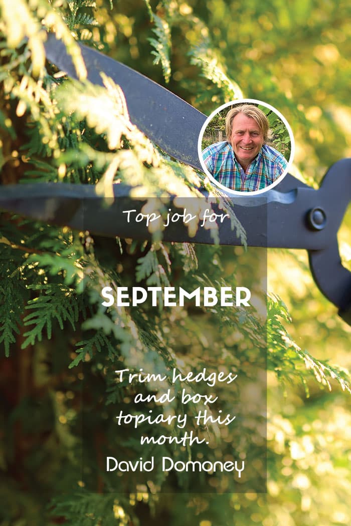 Top Job for September – Trim hedges and box topiary