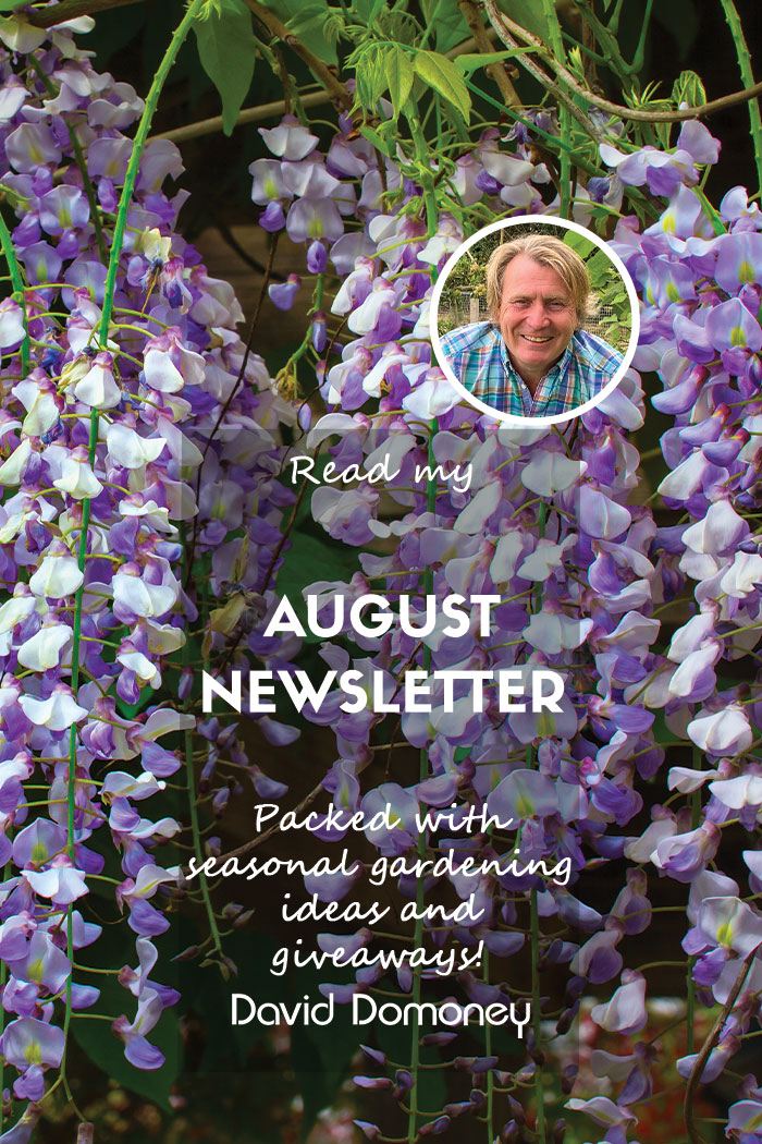 David Domoney’s Newsletter August 2024