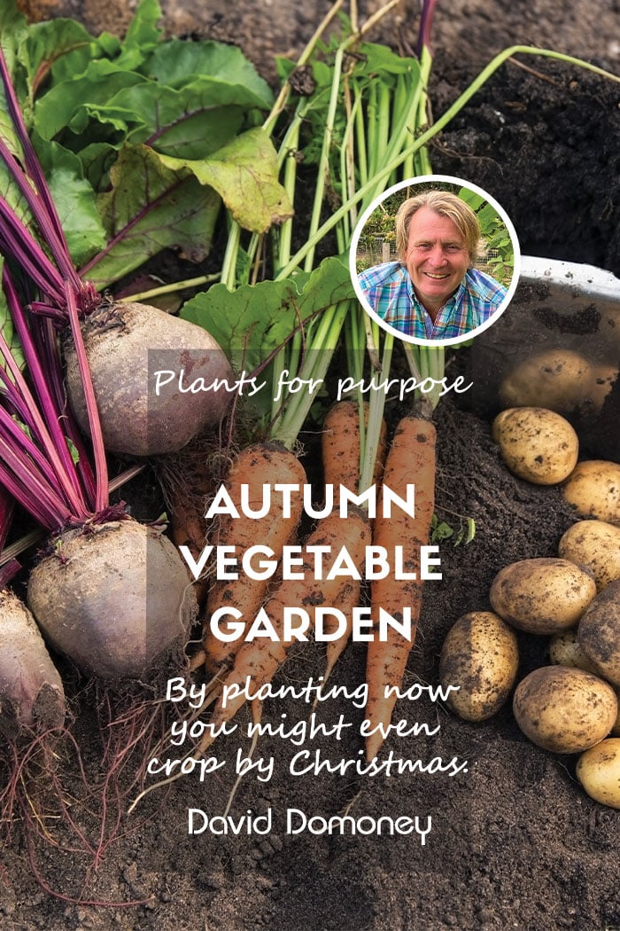 Plants for a Purpose – Plants for an Autumn Vegetable Garden