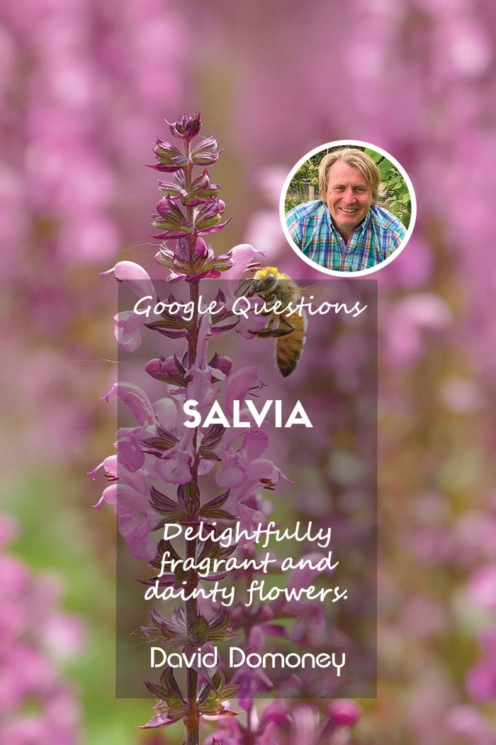 Google’s most asked questions about Salvia