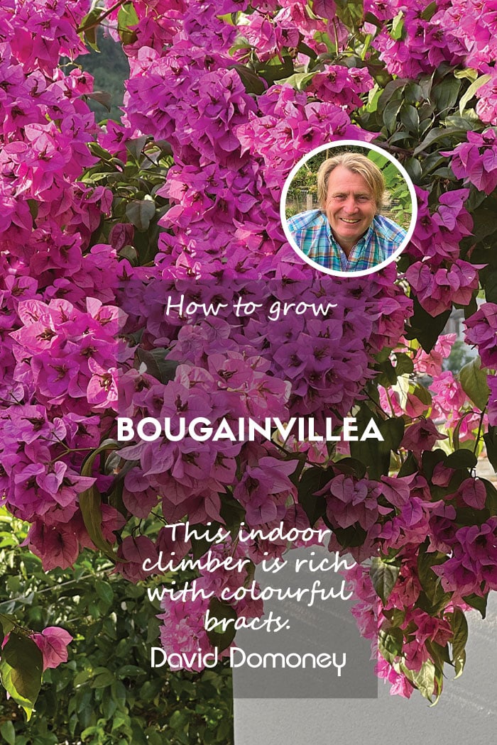 How to grow Bougainvillea