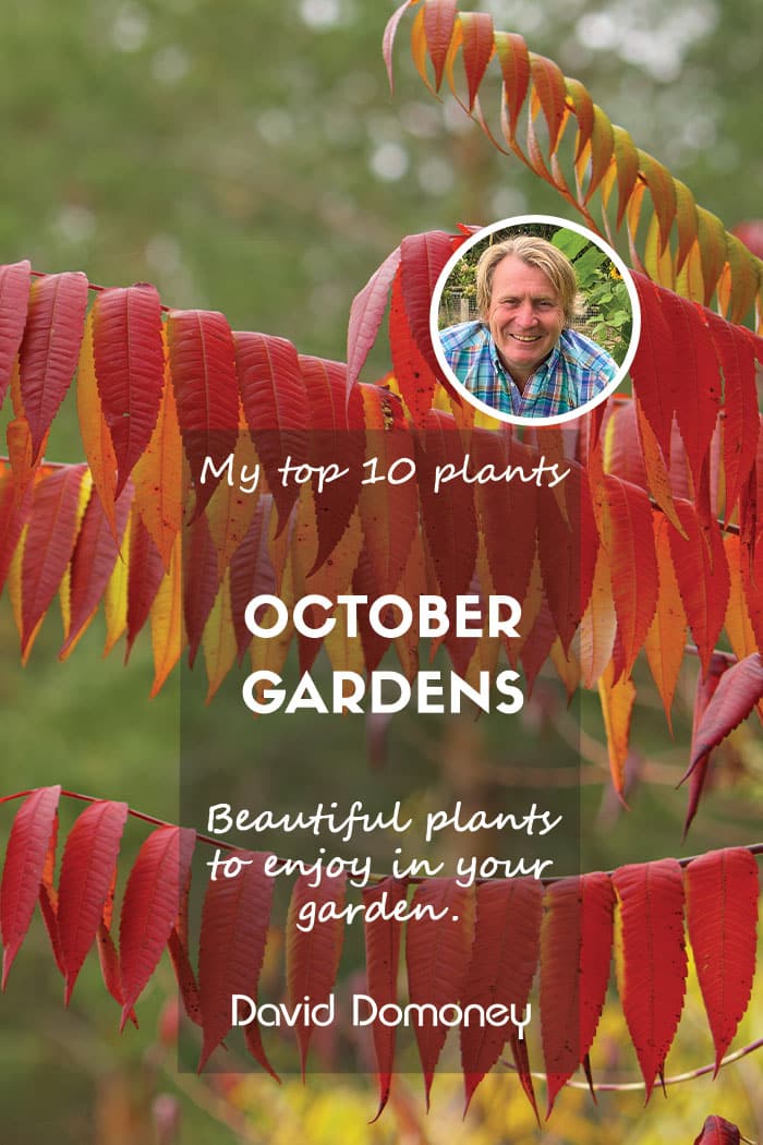 Top ten plants for October 2024 gardens