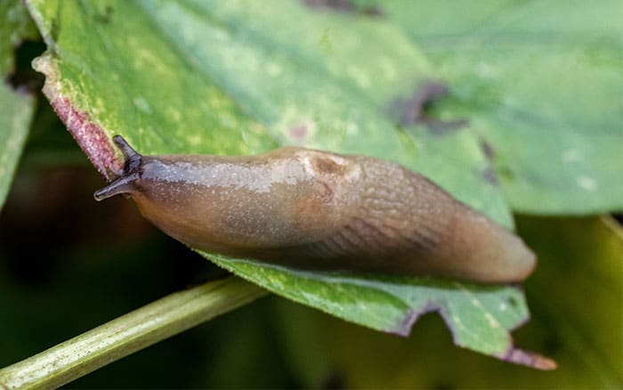 a slug on a leaf