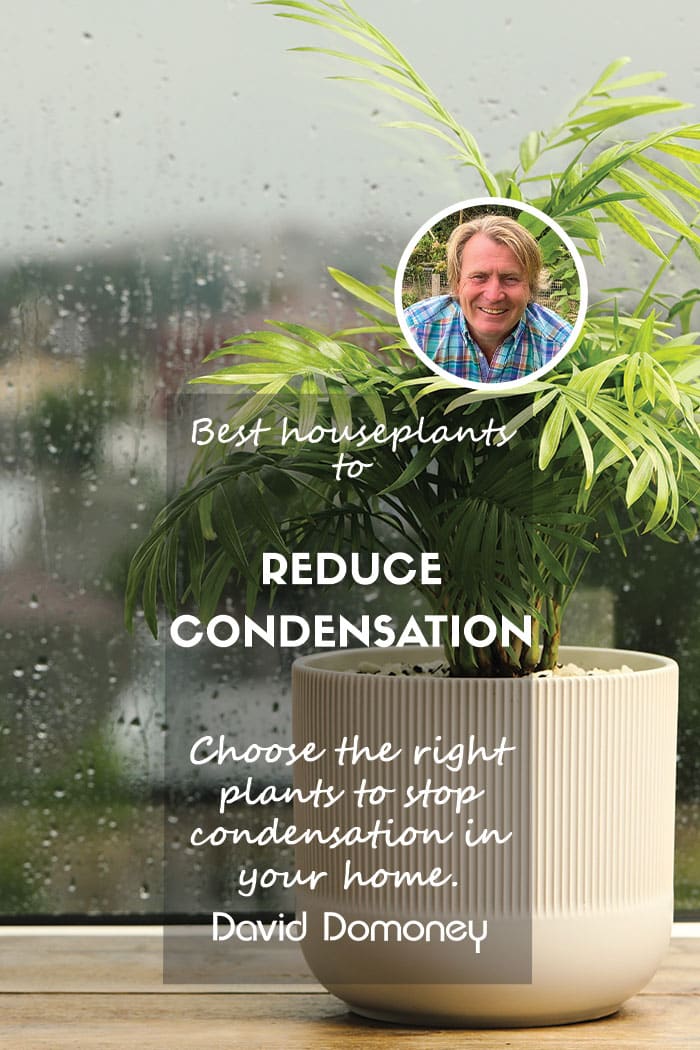 Best houseplants for condensation