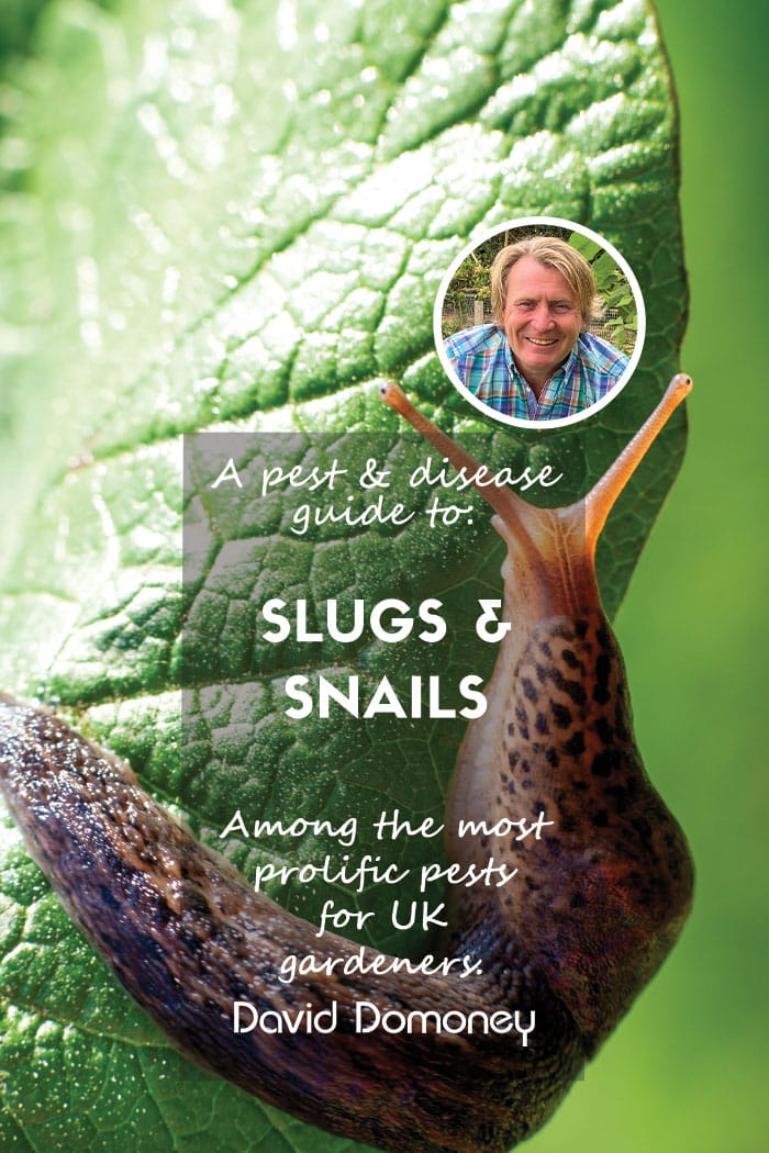 Pest and disease guide to slugs and snails feature