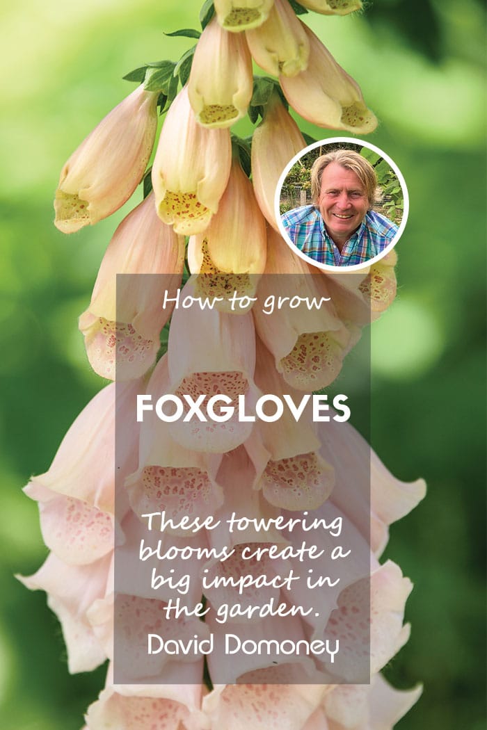 How to grow Foxgloves