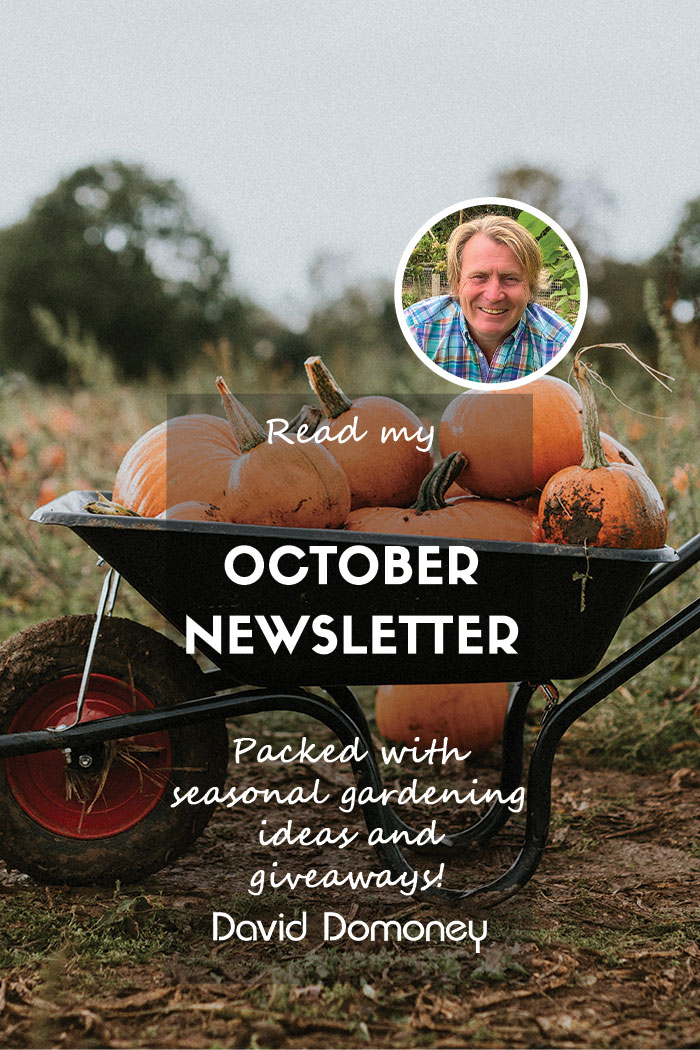 David Domoney’s Newsletter October 2024