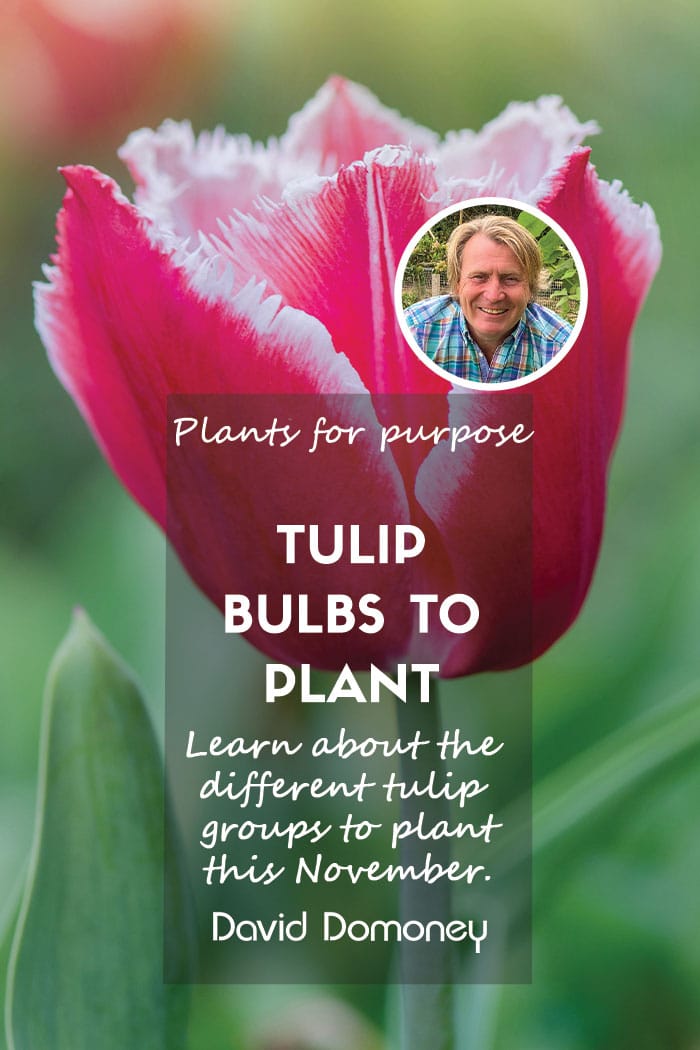 Plants for a Purpose – Tulip bulbs to plant in November