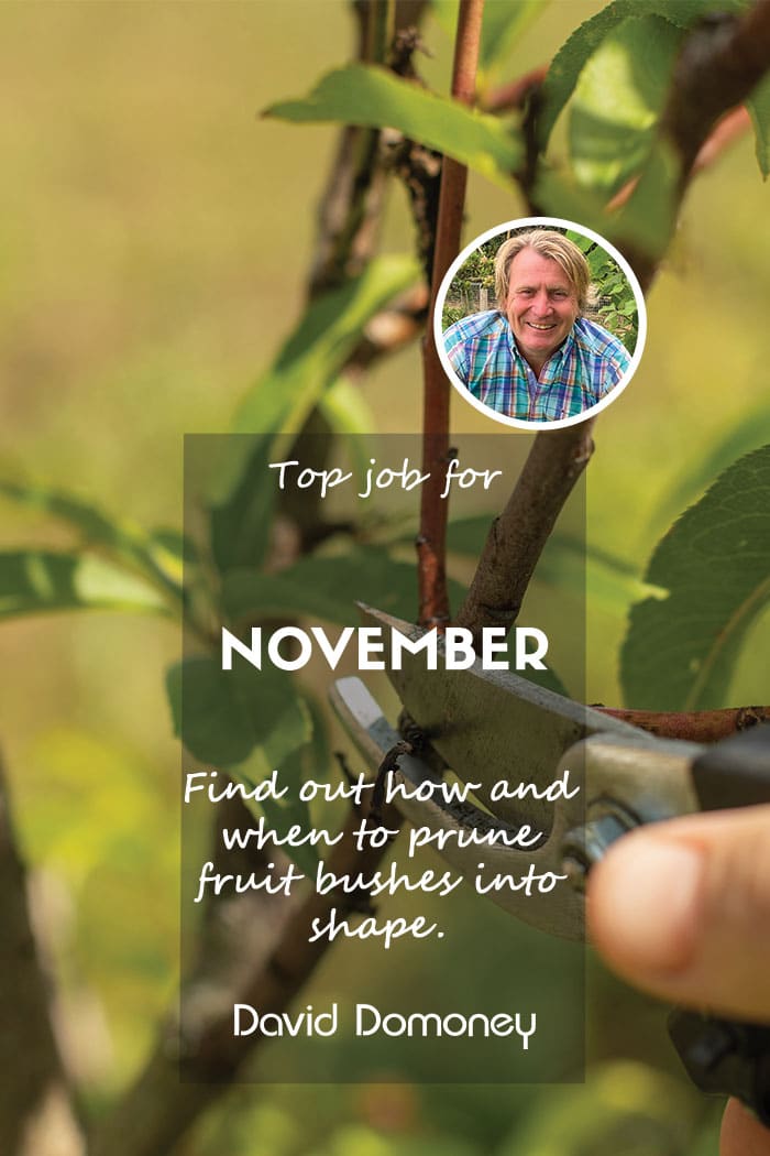 Top Job for November – When to prune fruit bushes