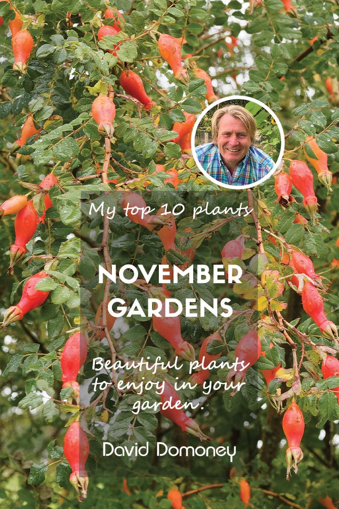 Top ten plants for November 2024 gardens