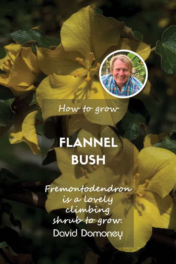 How to grow Fremontodendron