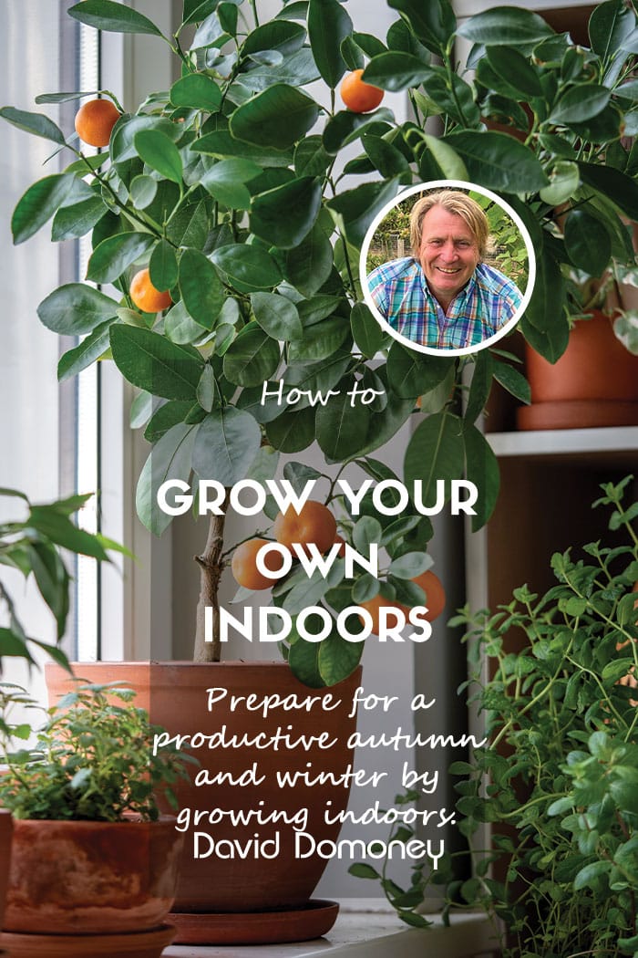 How to grow your own indoors