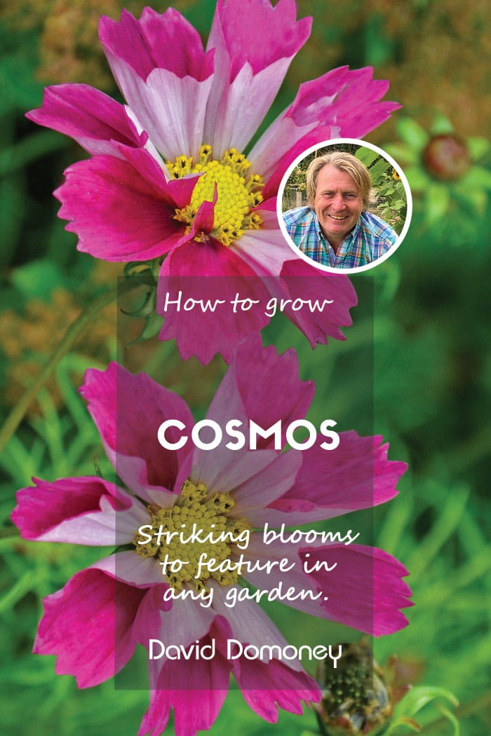 How to grow Cosmos