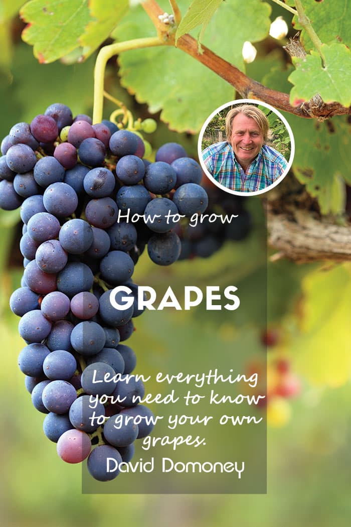 How to grow Grapes