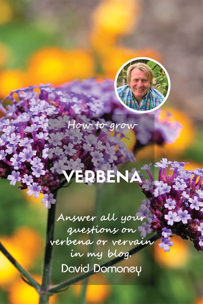 How to grow Verbena