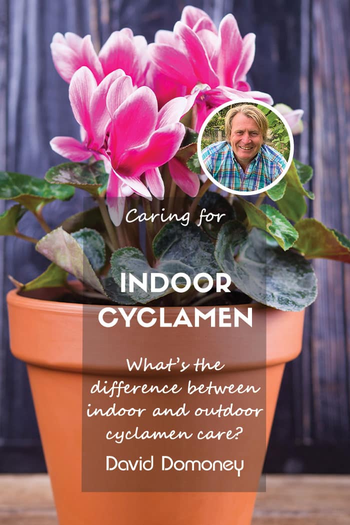 Caring for a cyclamen plant indoors