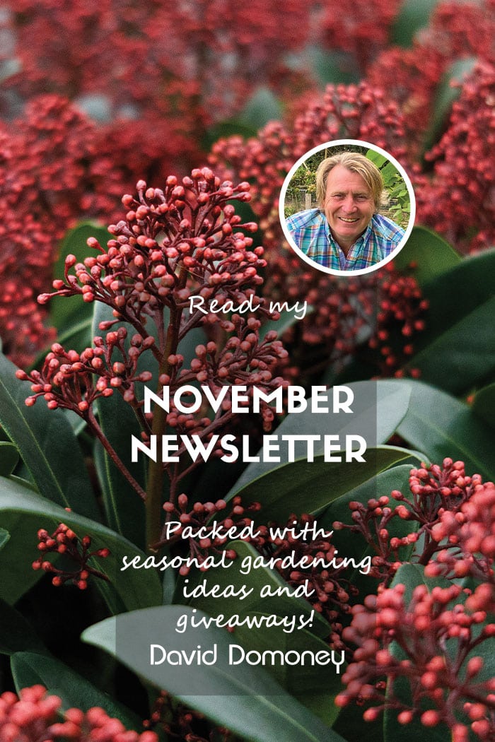 David Domoney’s Newsletter November 2024