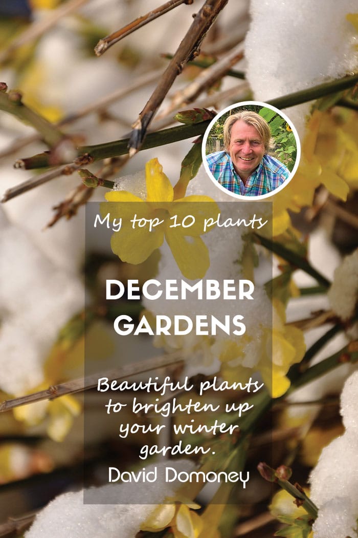 Top ten plants for December 2024 gardens