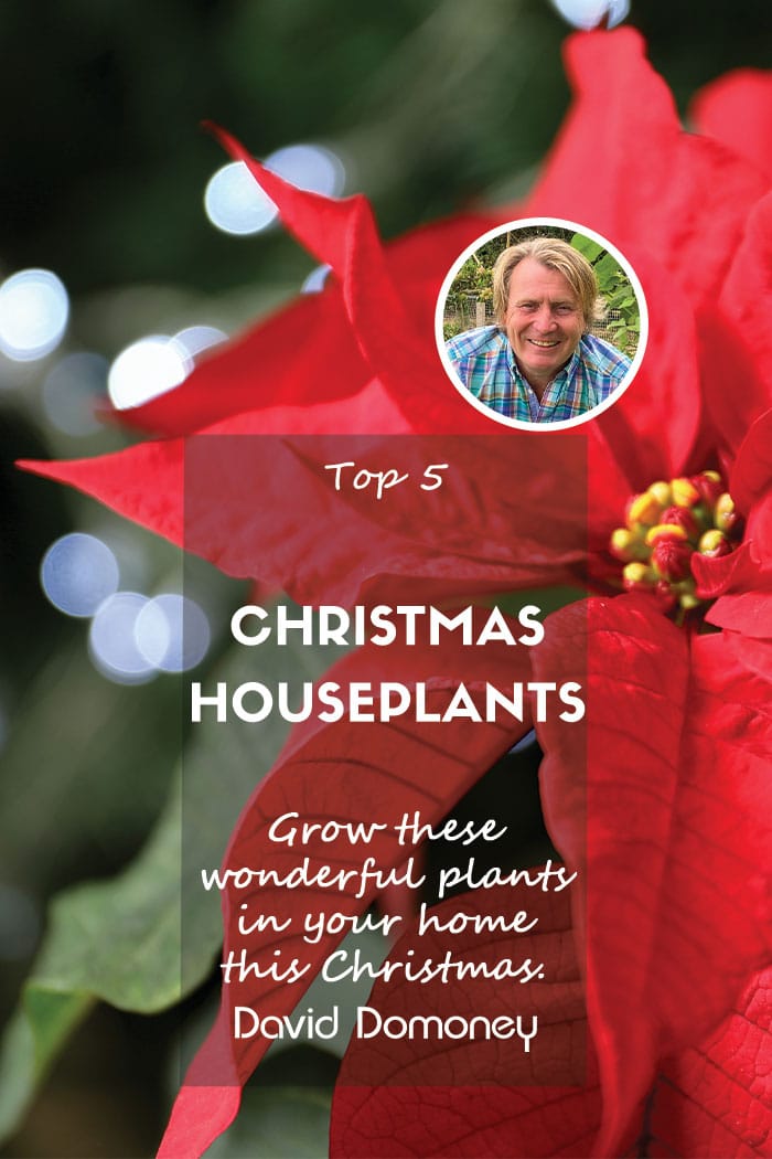 The 5 best houseplants for Christmas