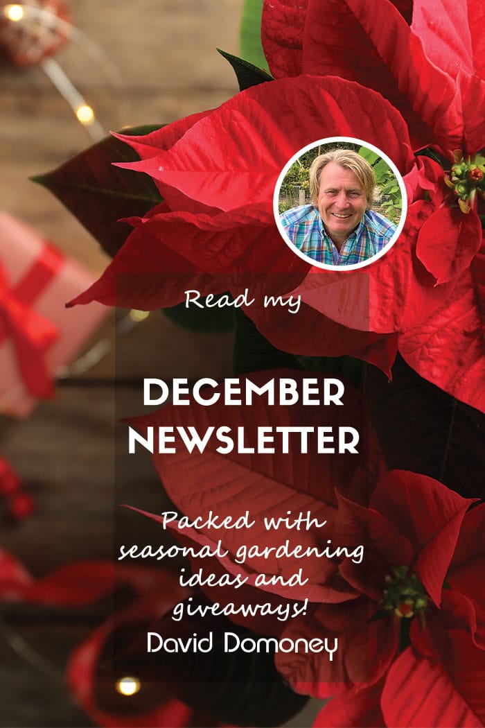 David Domoney’s Newsletter December 2024