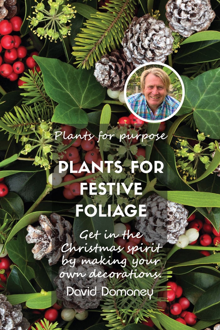 Plants for a Purpose – Plants for Festive Foliage