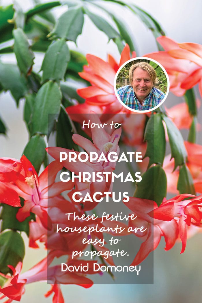 How to propagate Christmas cactus