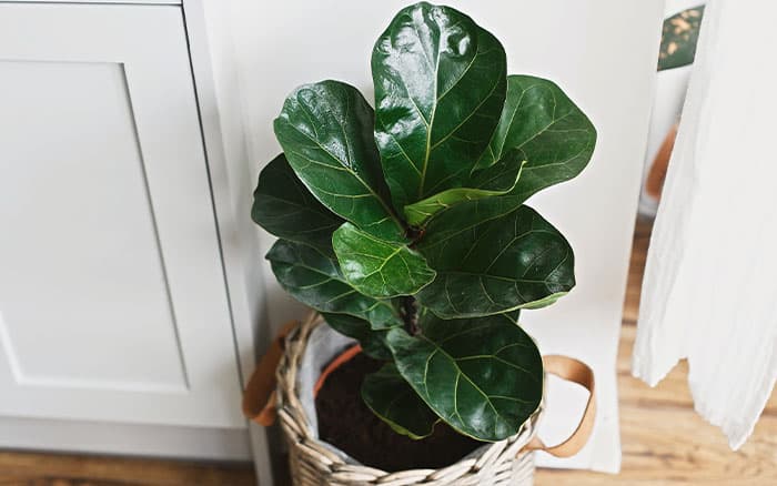 Ficus lyrata (Fiddle leaf fig)