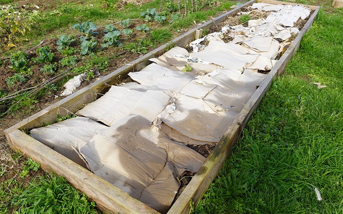 Cardboard on raised vegetable bed