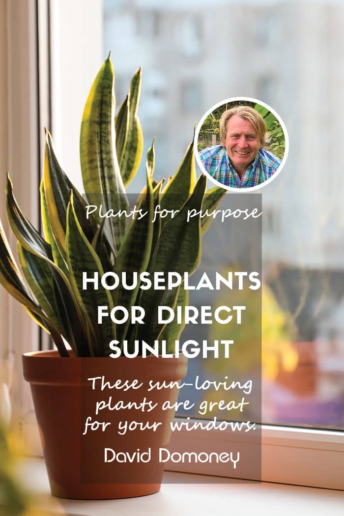 Plants for a Purpose – House plants for direct sunlight