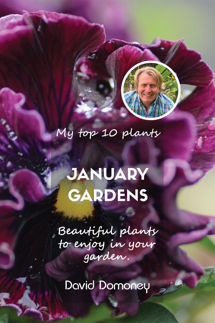 Top Ten Plants January 2025