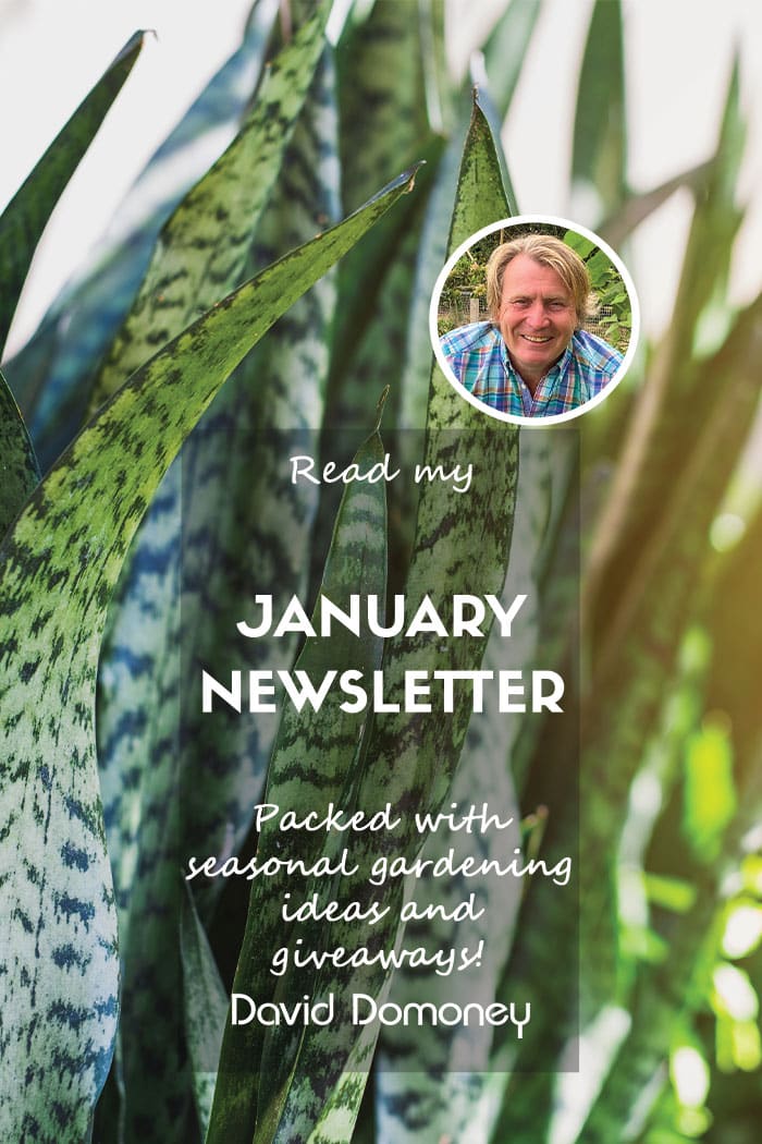 Jan 2025 Newsletter blog feature